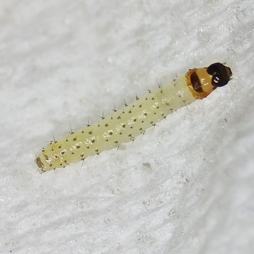 科云® 實(shí)驗(yàn)昆蟲——玉米螟