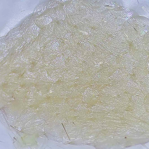 科云® 實(shí)驗(yàn)昆蟲——玉米螟