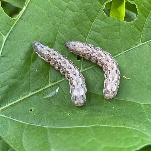 科云® 實驗昆蟲——甜菜夜蛾