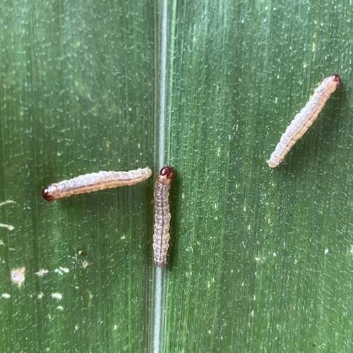 科云® 實(shí)驗(yàn)昆蟲——玉米螟