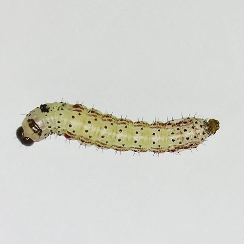 科云® 實驗昆蟲——草地貪夜蛾