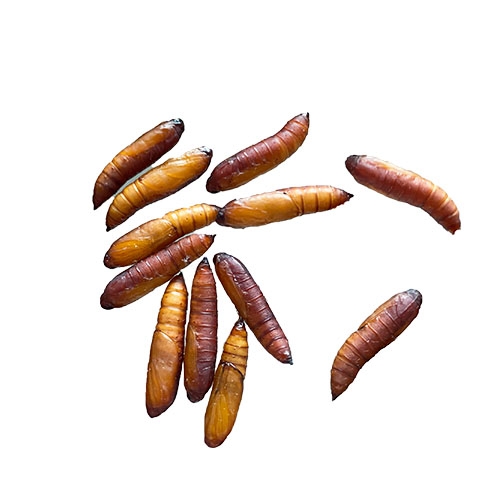 科云® 實(shí)驗(yàn)昆蟲——玉米螟