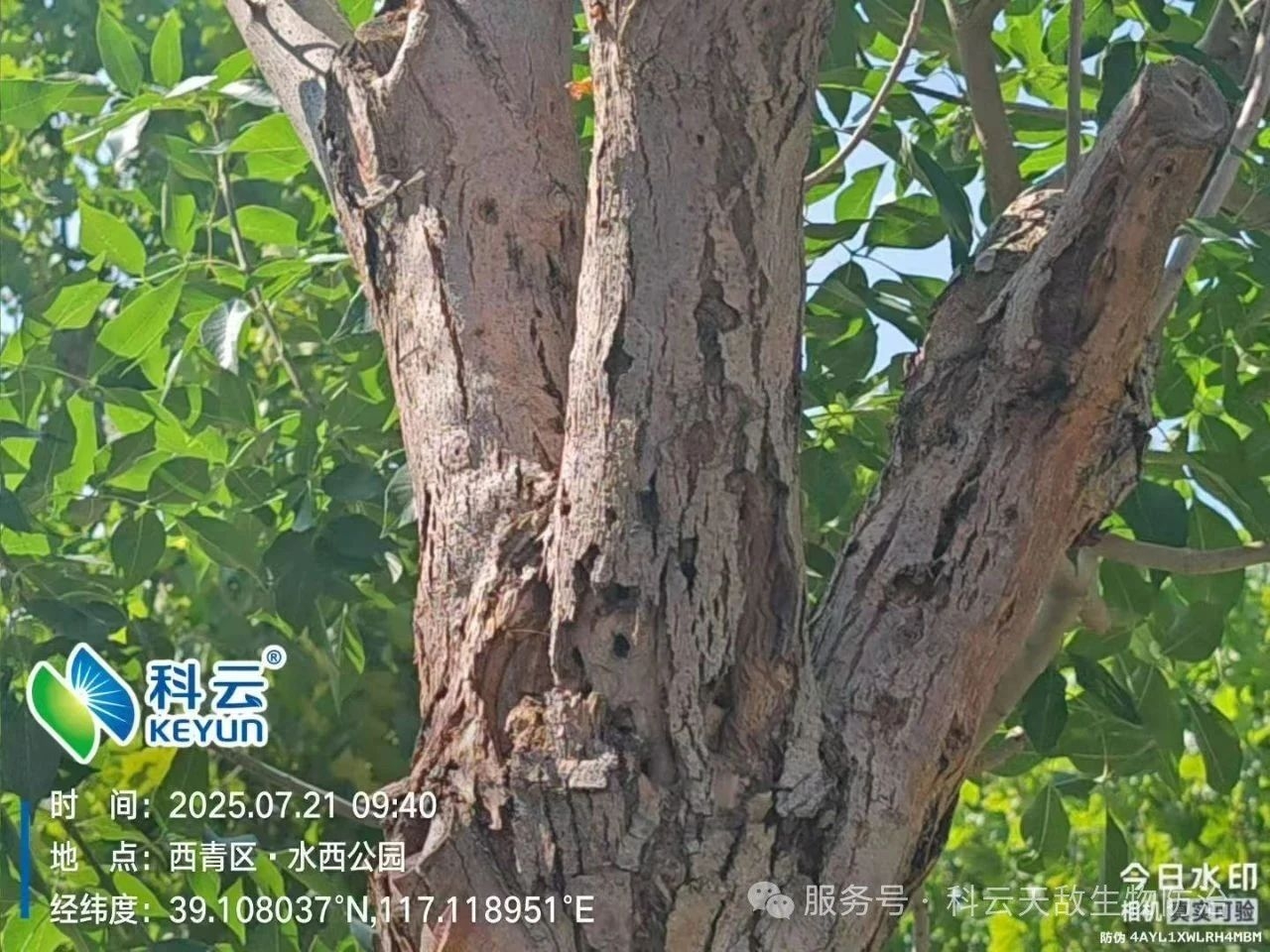 天津“市樹”遭蟲害侵襲，科云“天敵”越千里救治